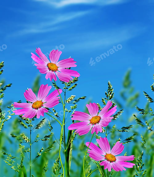 Preview: Daisy Flowers On Blue Sky Background