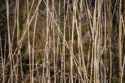 Preview: Dry Tree Trunks In Forest Spring. Empty Ground No Vegetation