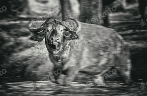Preview: Vintage Style Black And White Image Of An African Buffalo Crossing A River In The Lake Nakuru