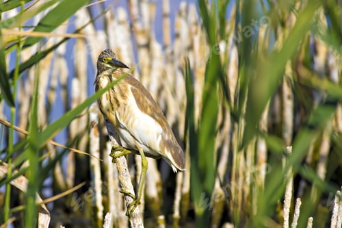 Preview: Squacco Heron, Ardeola Ralloides. Yellow Common Water Bird. Yellow Blue Nature Habitat Background.