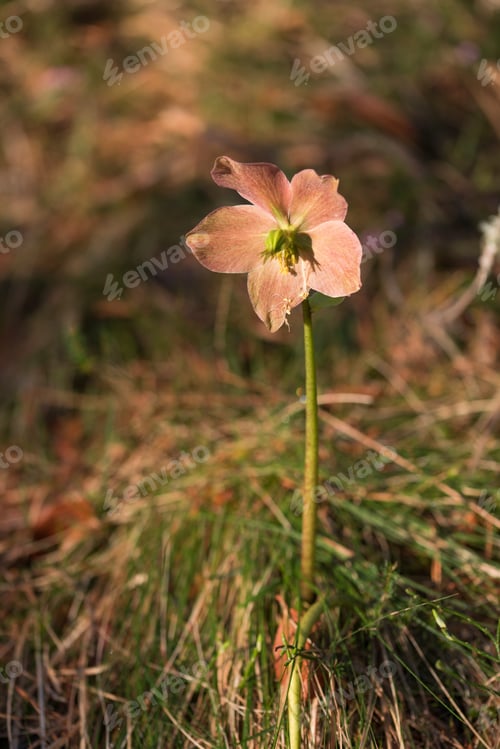 Preview: Spring Flower In The Forest