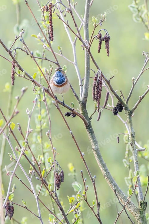 Preview: Bluethroat (Luscinia Svecica) Perched On Twig In Spring Tree.