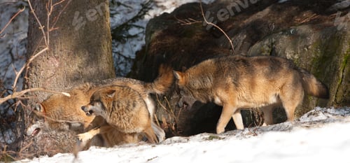 Preview: Wolves In The Bavarian Forest National Park, Bavaria, Germany