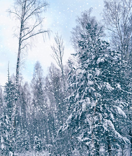 Preview: Frozen Winter Forest With Snow Covered Trees.
