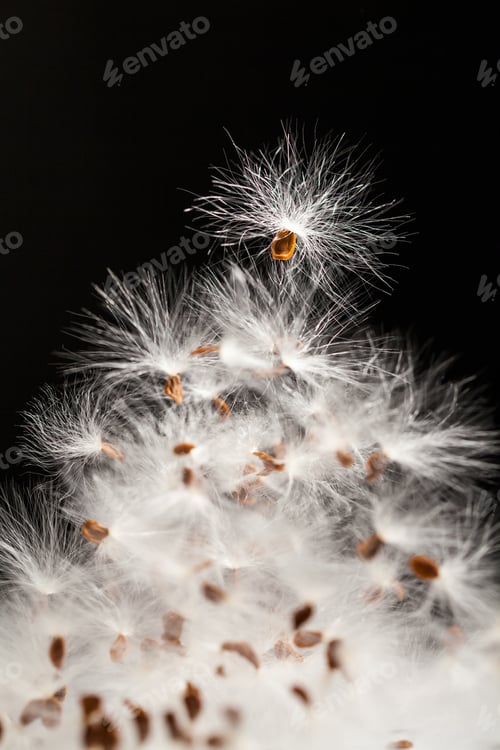 Preview: Abstract Composition With Dried Plants Seeds. Looks Like Dandelion Seeds