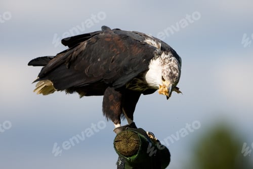 Preview: African Fish Eagle (Haliaeetus Vocifer)