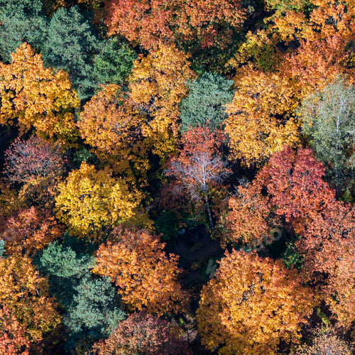 Preview: Aerial View Over The Colorful Trees In Autumn