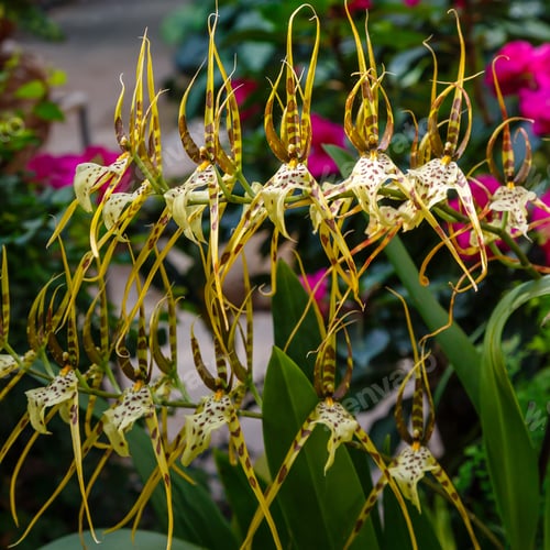 Preview: Spider Orchid, Also Called Brassia Cochleata In Garden