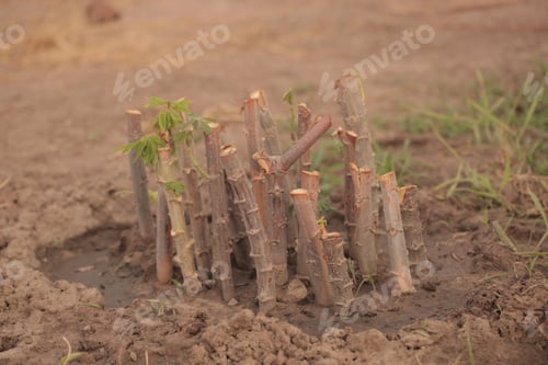 Preview: Nature Food Close Up - Photography Of Bright Green Manioc Leafs And Brown Tuberous Etable Roots