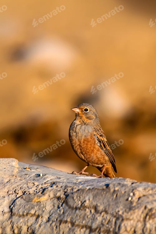 Preview: Cute Bird. Yellow Nature Background.