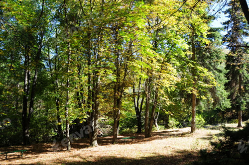 Preview: Autumn In Vanadzor Botanical Garden