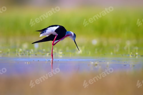 Preview: Cute Water Bird. Nature Background. Black Winged Stilt