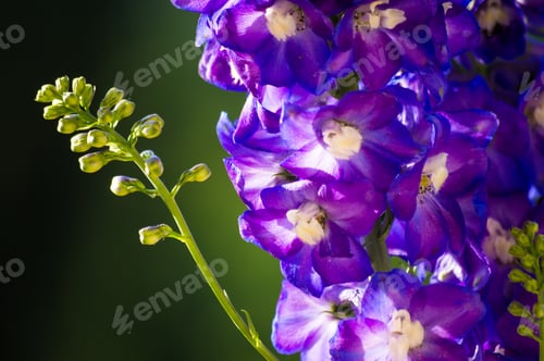 Preview: A Bouquet Of Bright Spring Flowers Of Various Types
