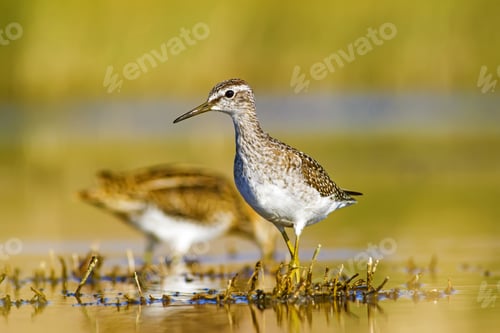 Preview: Nature And Bird. Water And Green Nature Habitat Background.