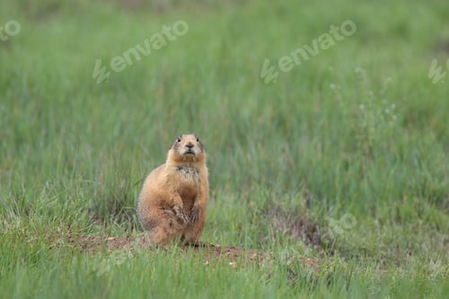 Preview: Prairie Dog - Bryce Canyon National Park