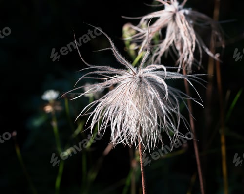 Preview: White Flower In The Mountains
