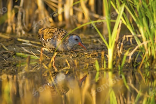Preview: Nature And Bird. Colorful Nature Habitat Background. Bird: Water Rail. Rallus Aquaticus.