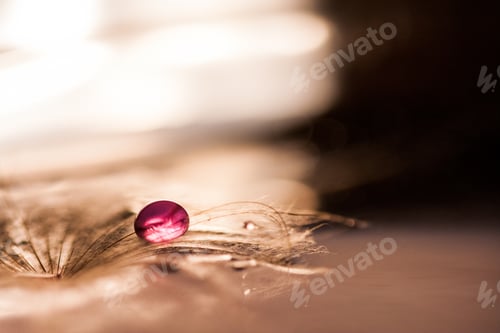 Preview: Macro, Abstract Composition With Colorful Water Drops On Dandelion Seeds