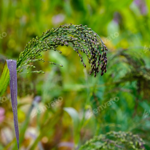 Preview: Panicum Virgatum In Garden. Ornamental Grasses In The Garden