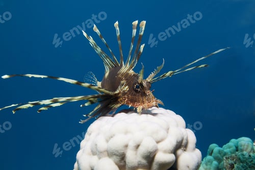Preview: Lionfish (Pterois Miles) And Hard Coral