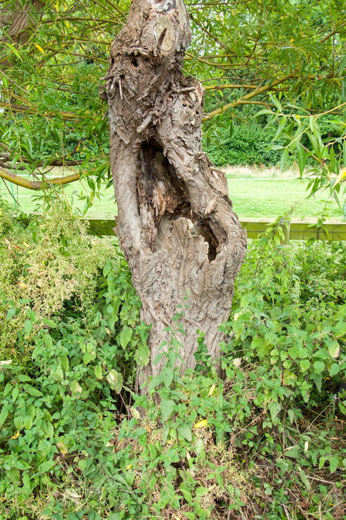 Preview: Hole In An Old Tree Trunk.