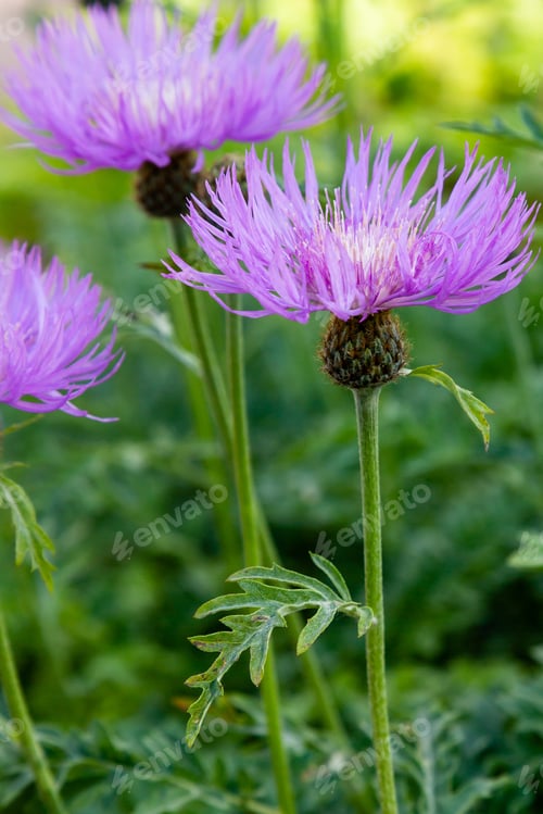 Preview: Purple Flowers Of Centaurea Salviifolia In Garden. Floral Summer Background
