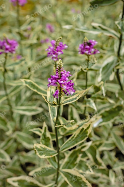 Preview: Physostegia Virginiana Variegata Flowering In The Garden