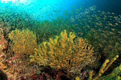 Preview: Coral Reef And Fish Underwater