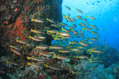 Preview: Coral And Fish In Ocean