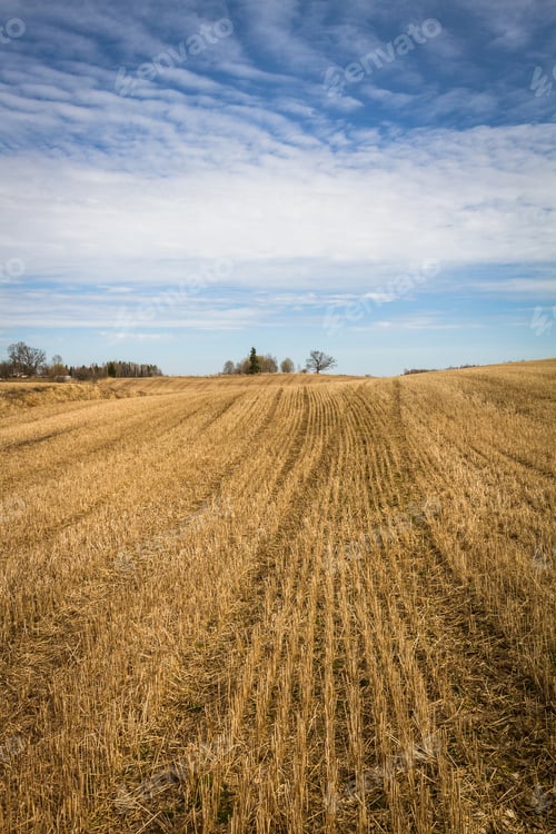 Preview: Processed Cereal Fields In Spring
