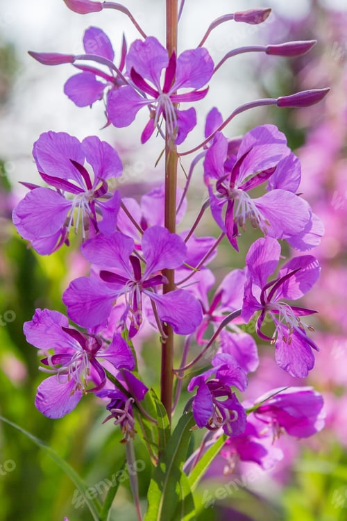 Preview: Purple Flowers Of Fireweed, Rosebay Willowherb, Epilobium Angustifolium, French Willow, Ivan-Tea In