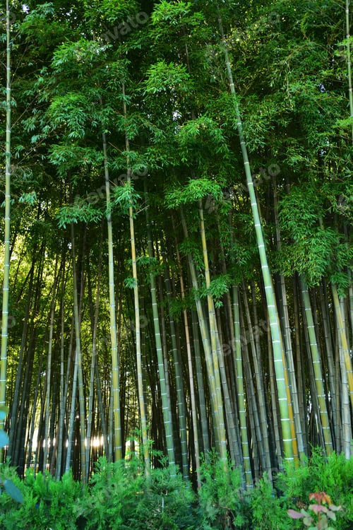 Preview: Bamboo Forest