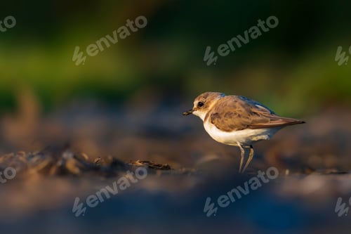Preview: Cute Little Water Bird. Nature Background. Common Water Bird: Kentish Plover. Charadrius