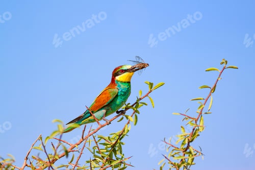 Preview: Colorful Bird. Blue Sky Background. Bird: European Bee Eater. Merops Apiaster