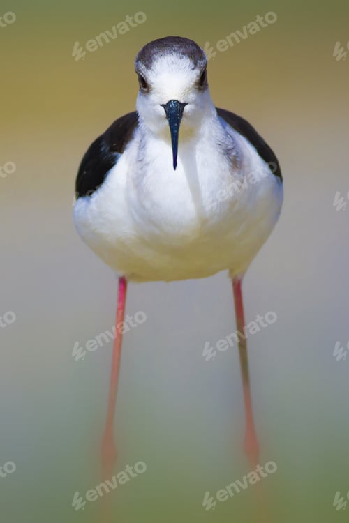 Preview: Cute Bird And Nature. Black Winged Stilt Himantopus Himantopus