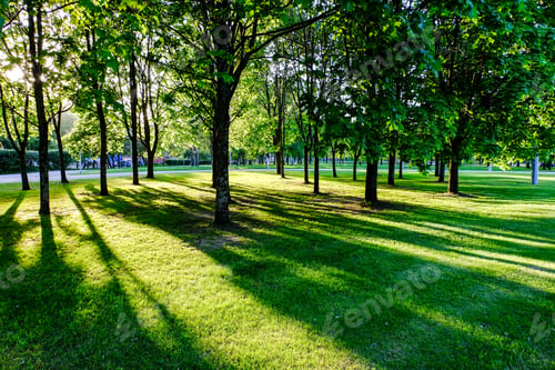 Preview: Birch Tree Leaves And Branches Against Dark Background With Sun Rays In Sunrise. Park Scene For