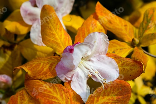 Preview: Rhododendron Bloom In Autumn. Unique Natural Phenomenon.