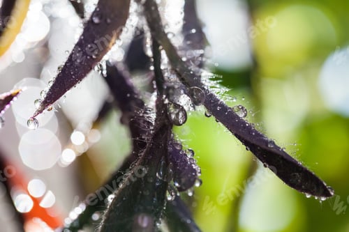 Preview: Abstract, Macro Composition With Leaves And Water Drops