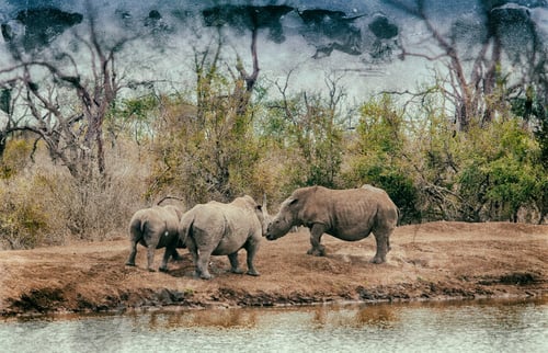 Preview: Vanishing Africa: Vintage Style Image Of White Rhinoceroses In Hlane National Park, Swaziland