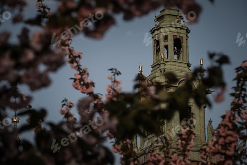 Preview: Blooming Cherry Blossom Against The Background Of Old Krakow. Poland, Spring