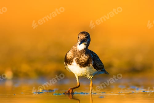 Preview: Common Bird Ruddy Turnstone Arenaria Interpres. Yellow Nature Background.