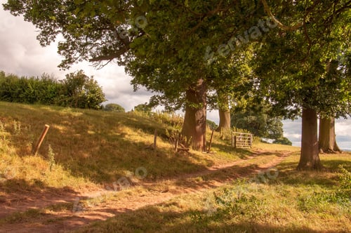 Preview: Summer Trees Along A Hillside.