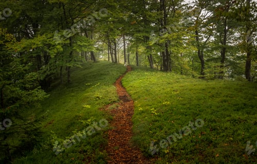 Preview: Dog In The Foggy Forest