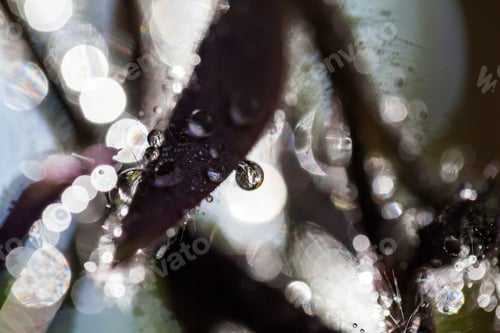 Preview: Abstract, Macro Composition With Leaves And Water Drops