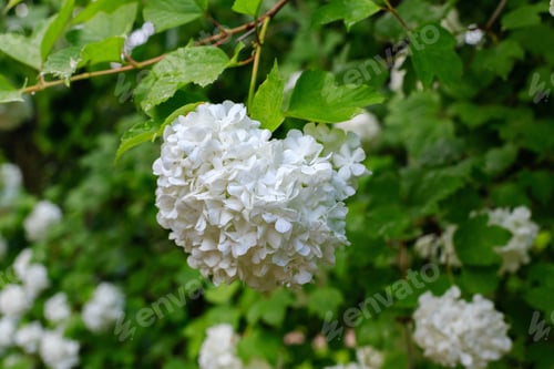 Preview: Beautiful White Viburnum Flowers. Snowball Tree (Viburnum Opulus) In Garden.