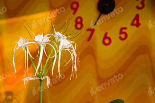 Preview: Caribbean Spider-Lily, Unique Style White Flower On Multicolored Background