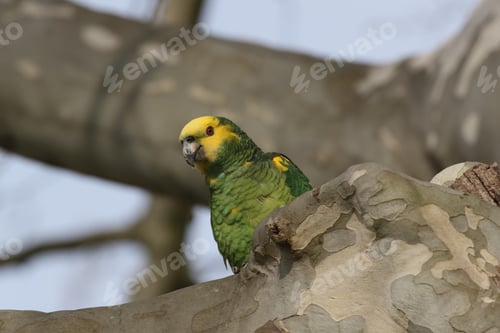 Preview: Yellow-Headed Amazon (Amazona Oratrix), Rosenstein Park, Stuttgart, Baden-Wuerttemberg