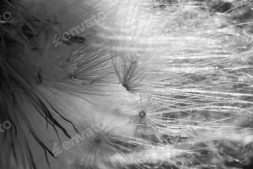 Preview: Black And White Dandelion Seeds - Texture And Background