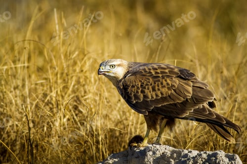 Preview: Bird Of Prey. Buzzard And Its Hunt Least Weasel. Yellow Nature Habitat Background. Bird: Long