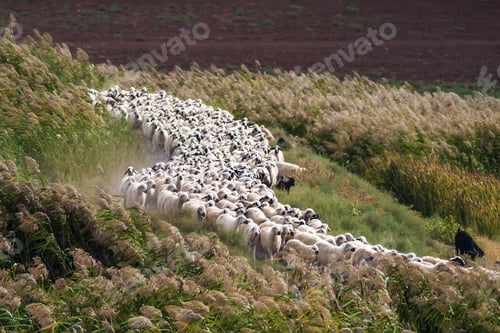 Preview: Sheep Herd. Green, Brown Natural Background. Turkey.